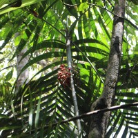 Areca concinna Thwaites